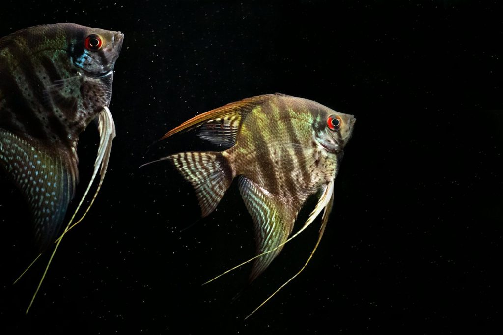 Super Red Albino Angelfish Pair