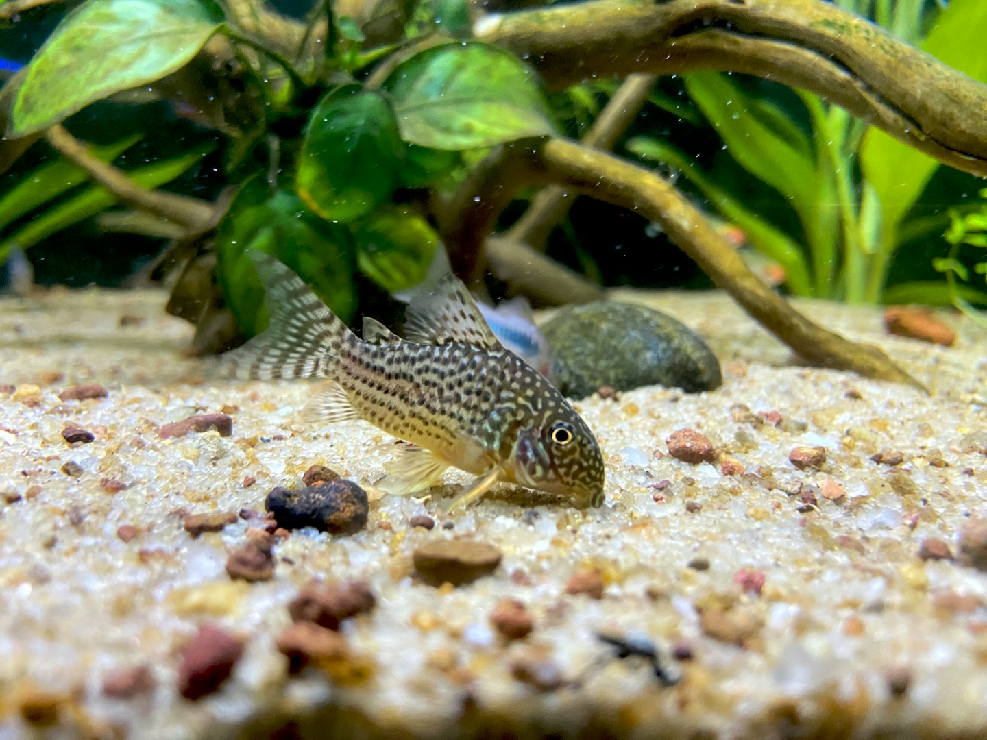 A spotted catfish rests on a sandy aquarium bottom.