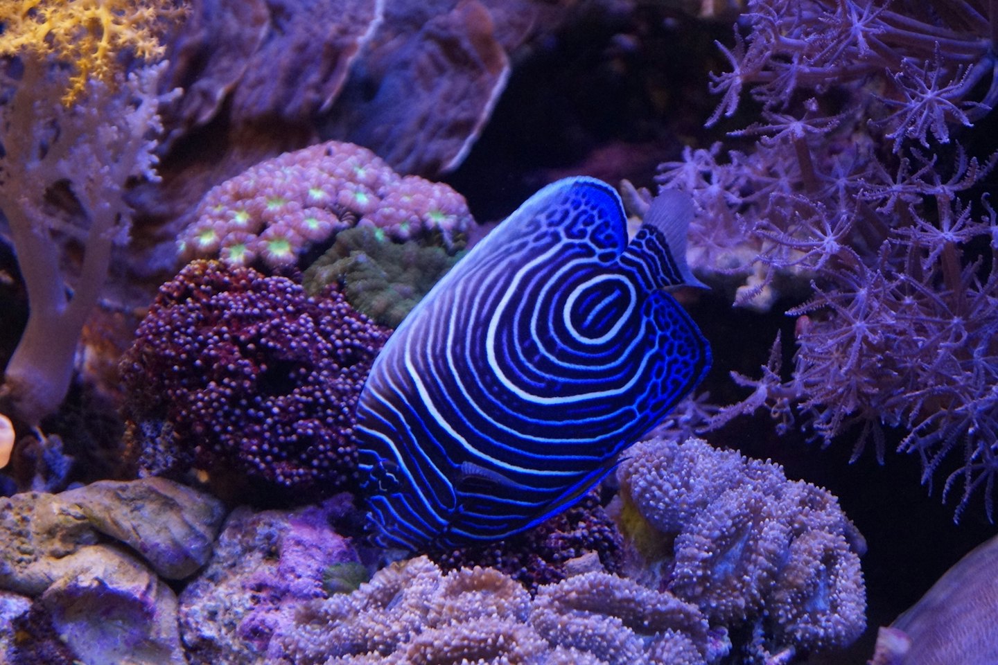 A blue angelfish swims through a colorful coral reef.